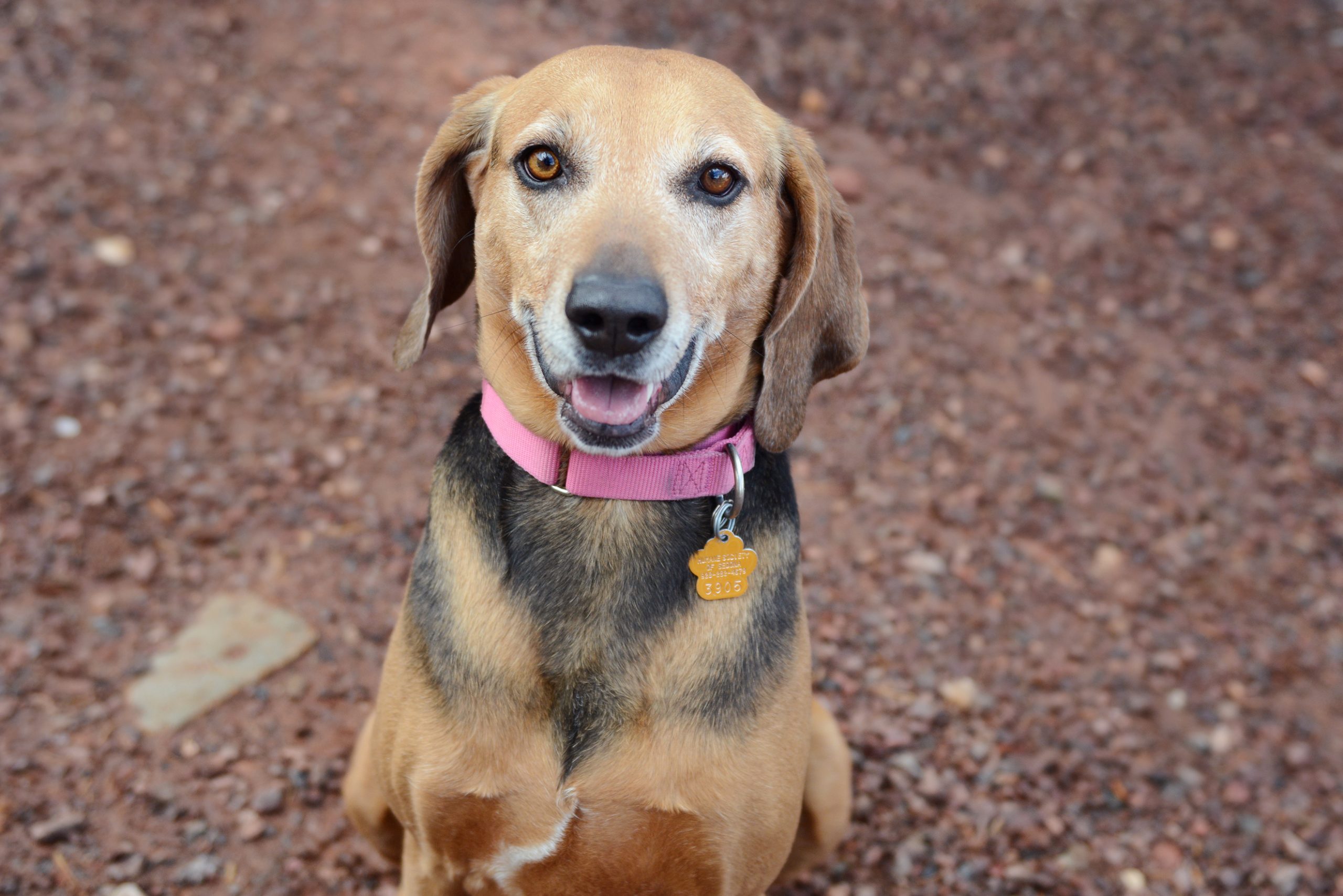 Since '66 — animals of Sedona